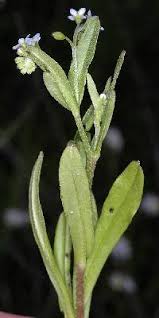 Attēlu rezultāti vaicājumam “Myosotis laxa subsp. baltica flower”