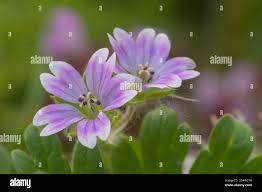 Attēlu rezultāti vaicājumam “Geranium molle flower”