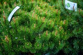 Attēlu rezultāti vaicājumam “Pinus mugo”