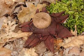 Attēlu rezultāti vaicājumam “Geastrum rufescens”