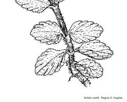 Attēlu rezultāti vaicājumam “Veronica arvensis leaf”