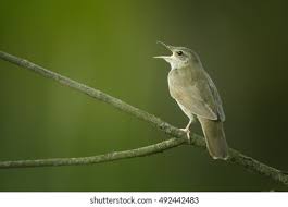 Image result for Locustella fluviatilis