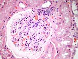 Attēlu rezultāti vaicājumam “Cinclidotus danubicus cells”