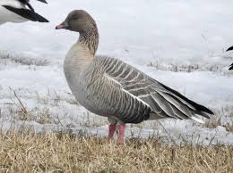 Attēlu rezultāti vaicājumam “Anser brachyrhynchus adult”