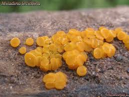 Attēlu rezultāti vaicājumam “Miladina lecithina”