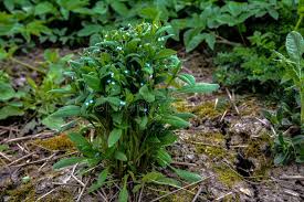 Attēlu rezultāti vaicājumam “Myosotis sparsiflora leaf”