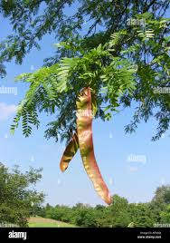 Attēlu rezultāti vaicājumam “Gleditsia triacanthos fruit”