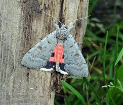 Attēlu rezultāti vaicājumam “Catocala pacta”