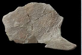 Attēlu rezultāti vaicājumam “Placodermi”