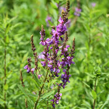 Attēlu rezultāti vaicājumam “Diderma ochraceum plasmodium”