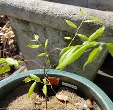 Attēlu rezultāti vaicājumam “Stemonaria irregularis young”