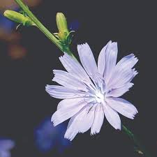 Image result for Cichorium intybus