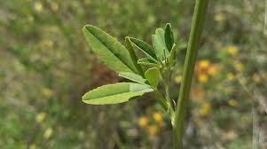 Attēlu rezultāti vaicājumam “Melilotus albus leaf”