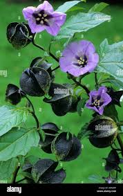 Attēlu rezultāti vaicājumam “Nicandra physalodes fruit”