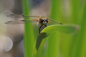 Attēlu rezultāti vaicājumam “Libellula quadrimaculata”