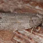 Attēlu rezultāti vaicājumam “Eana incanana”