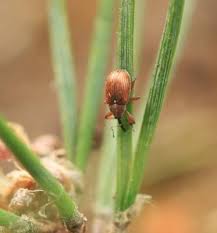 Attēlu rezultāti vaicājumam “Anthonomus phyllocola”