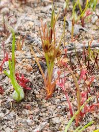 Attēlu rezultāti vaicājumam “Juncus capitatus”