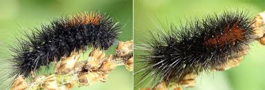 Attēlu rezultāti vaicājumam “Parasemia plantaginis”