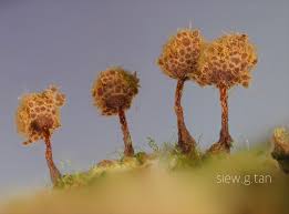 Attēlu rezultāti vaicājumam “Trichia flavicoma”