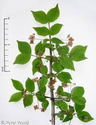 Attēlu rezultāti vaicājumam “Euonymus verrucosus”