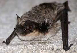 Attēlu rezultāti vaicājumam “Vespertilio murinus”