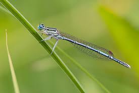 Attēlu rezultāti vaicājumam “Platycnemis pennipes female”