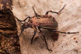 Attēlu rezultāti vaicājumam “Carabus arcensis”