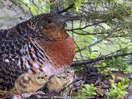 Attēlu rezultāti vaicājumam “Tetrao urogallus female”
