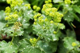 Attēlu rezultāti vaicājumam “Alchemilla vulgaris aggr. flower”