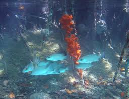 Image result for Lutjanus griseus