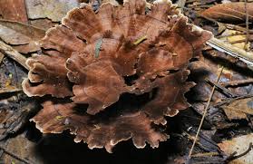 Image result for Podoscypha multizonata