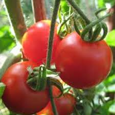 Afbeeldingsresultaat voor bloody butcher tomato