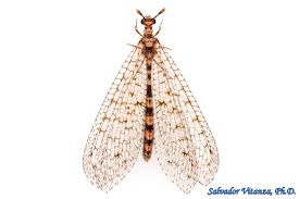 Attēlu rezultāti vaicājumam “Myrmeleontidae”