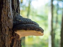 Attēlu rezultāti vaicājumam “Phellinus igniarius”