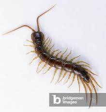 Attēlu rezultāti vaicājumam “Lithobius forficatus”