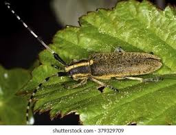 Attēlu rezultāti vaicājumam “Agapanthia villosoviridescens”