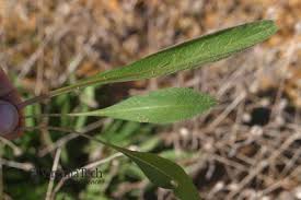 Attēlu rezultāti vaicājumam “Centaurea jacea leaf”