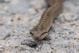 Attēlu rezultāti vaicājumam “Coronella austriaca”