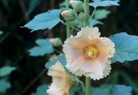 Image result for Alcea (althaea) rosea