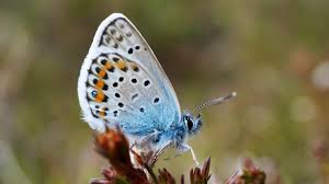 Attēlu rezultāti vaicājumam “Plebejus argus”
