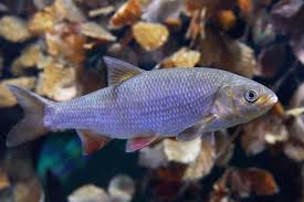 Attēlu rezultāti vaicājumam “Leuciscus idus”