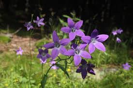 Image result for Campanula lingulata