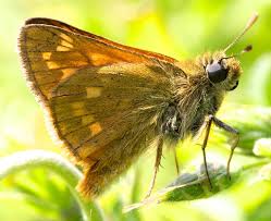 Attēlu rezultāti vaicājumam “Ochlodes sylvanus female”