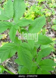 Attēlu rezultāti vaicājumam “Chaerophyllum aromaticum”