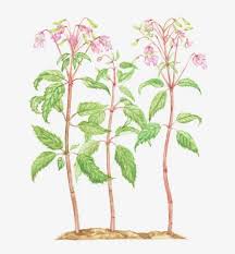 Attēlu rezultāti vaicājumam “Balsaminaceae”