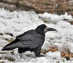 Attēlu rezultāti vaicājumam “Corvus frugilegus”