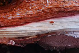 Attēlu rezultāti vaicājumam “Phellinus pini”