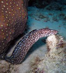 Image result for Gymnothorax moringa