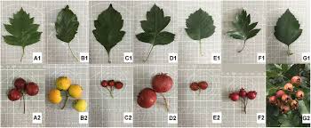 Attēlu rezultāti vaicājumam “Crataegus”
